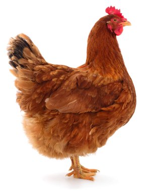 Beyaz arka planda izole edilmiş kahverengi evcil bir tavuğun yakın çekimi. Çiftçilik, kümes hayvanları endüstrisi, gıda üretimi, tarım ve eğitim kavramları için mükemmel