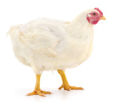 Beyaz ızgara tavuk beyaz arka planda izole edilmiş, tarım, gıda endüstrisi veya veterinerlik teması için yakın plan çiftlik kümes hayvanları görüntüsü