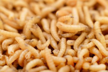 Macro larva arkaplanını kapat. Genellikle balık yemi, hayvan yemi ve böcek proteini kaynağı olarak kullanılır. Biyoloji, tarım, geri dönüşüm ve entomoloji temaları için kullanışlı