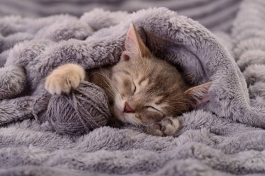 Sevimli kedi yavrusu yumuşak gri bir battaniyenin üzerinde iplik yumağıyla huzur içinde uyuyor. Hayvan bakımı, rahatlık, çocukluk, rahatlama ve hayvan teması için mükemmel.