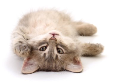 Sevimli çizgili kedi yavrusu sırt üstü uzanıyor ve patisini öne uzatıyor. Beyaz arka planda soyutlanmış, komik duruşu olan neşeli bir yavru kedi. Evcil hayvan bakımı için mükemmel, aşk hayvanları ve veteriner teması.