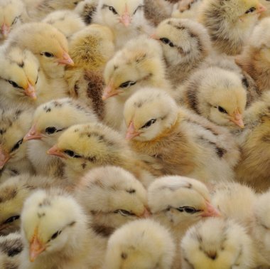 Pek çok sarı civciv birbirine yakın, kümes hayvancılığında tüylü genç tavuklar, tarım, çiftlik hayvanları yetiştiriciliği, organik tarım ve kırsal yaşam stili.