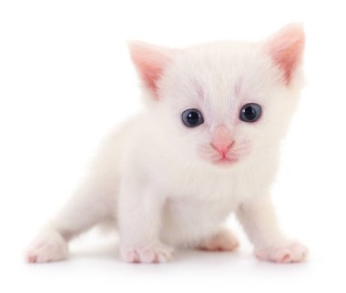 Beyaz arka planda pembe burunlu ve kulaklı sevimli beyaz kedi yavrusu. Evcil hayvan, hayvan, evcil kedi, veteriner, sevimli ve eğlenceli kedi yavrusu temaları için mükemmel.