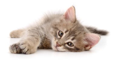 Pençelerini öne uzatmış beyaz bir arka planda uzanmış sevimli tüylü gri kedi yavrusu. Evcil hayvan, hayvan, evcil kedi, veteriner, sevimli ve eğlenceli kedi yavrusu temaları için mükemmel.