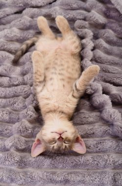 Sevimli çizgili kedi yavrusu kabarık gri bir battaniyenin üzerinde sırt üstü uyuyor. Evcil hayvan, hayvan, evcil kedi, rahat, sevimli ve rahatlama temaları için mükemmel