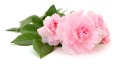 Beyaz arka planda yemyeşil yaprakları ve gür yaprakları olan güzel pembe güller. Çiçek tasarımı, tebrik kartları, düğün dekorasyonu, romantik kavramlar ve doğal güzellik temaları için mükemmel.