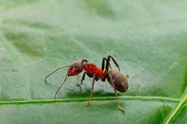 Makro, yeşil yapraklı tek bir kırmızı ahşap karıncayı kapat. Böcek vücudu ve dokusunun detaylı görünümü, doğa ve vahşi yaşam kavramı doğal arka planda izole edilmiştir.