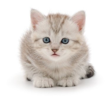 Parlak mavi gözleri olan sevimli, tüylü gri kedi yavrusu beyaz arka planda izole edilmiş, sevimli evcil hayvan portresi.
