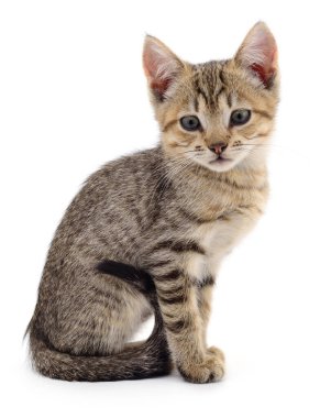 Sevimli çizgili kedi yavrusu beyaz arka planda izole edilmiş ve ileriye bakıyor. Yeşil gözlü sevimli kedi portresi ve yumuşak Fu