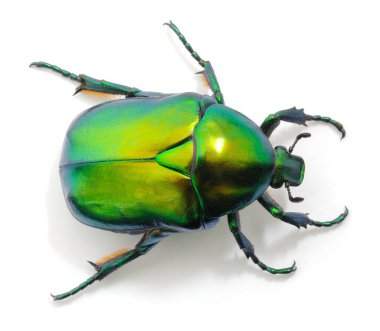 Metalik yeşil gül chafer böceği Cetonia aurata 'ya yakın beyaz arka planda izole edilmiş, parlak yanardöner böcek dokusuna, böcekbilimine ve vahşi hayata sahip.