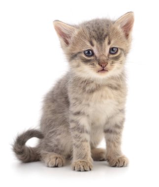 Beyaz arka planda izole edilmiş kedi yavrusu Felis Catus 'a yaklaş. Sevimli genç evcil kedi, tüylü tekir bebek hayvan, ev, aşk ve arkadaşlık sembolü, evcil hayvan bakımı ve evlat edinme için mükemmel.