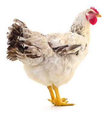 Beyaz arka planda izole edilmiş çiftlik tavuğu, beyaz ve kahverengi tüylü kümes hayvanları, kırmızı tarak ve sarı bacak