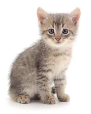 Beyaz arka planda izole edilmiş gri tekir kedicik, bebek oturuyor.