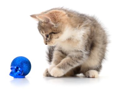Beyaz arka planda izole edilmiş, parlak mavi Noel süs topuyla oynayan sevimli tüylü kedi yavrusu. Oyuncak kedi merak ve eğlenceyle tatil oyuncağına bakıyor.