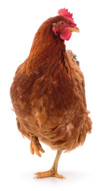 Tek bacağının üzerinde duran kahverengi tavuk beyaz arka planda izole. Tüyleri ve tarağı olan yerli bir ızgara kuş. Kümes hayvanları, tarım ve çiftlik hayvanı kavramı