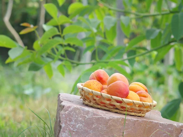 Bonbons Naturels Dans Bol Guimauve Framboise — Photo