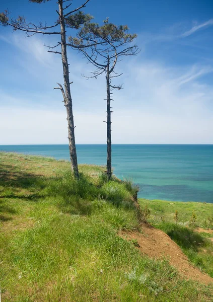 Sosny Nad Morzem Chłód Cieniu Drzew — Zdjęcie stockowe