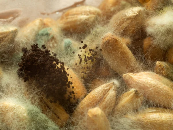 Molde Grãos Trigo Close Penicillin Cogumelos — Fotografia de Stock
