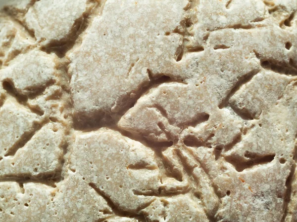 Starověké Otisky Živých Organismů Kameni — Stock fotografie