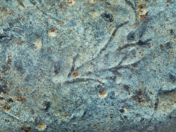 Huellas Antiguas Organismos Vivos Piedra —  Fotos de Stock