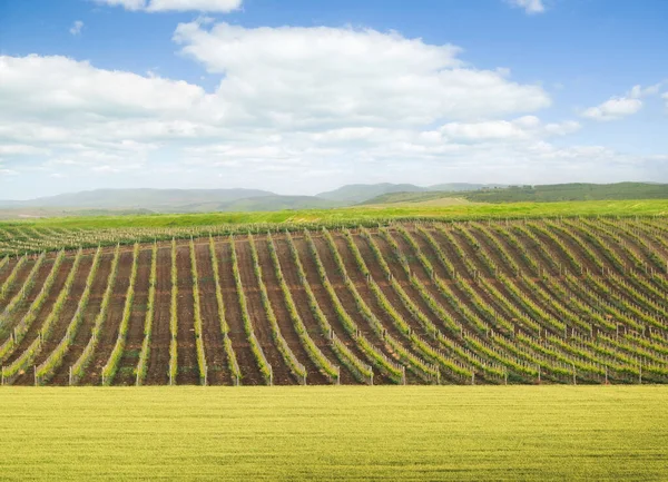 Vineyard Summer Landscape Bright Sunset Valley Grapes Agricultural Industry Harvest — Stock Photo, Image
