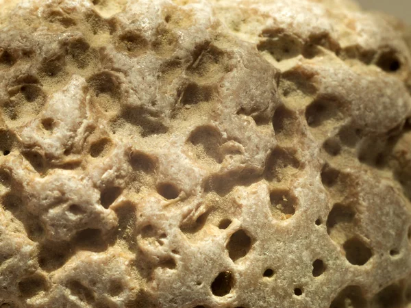 Starověké Otisky Živých Organismů Kameni — Stock fotografie