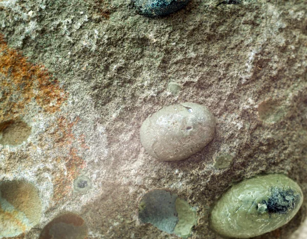 石料中生物的古老印记 — 图库照片
