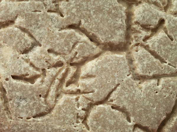 Taştaki Canlı Organizmaların Eski Izleri — Stok fotoğraf