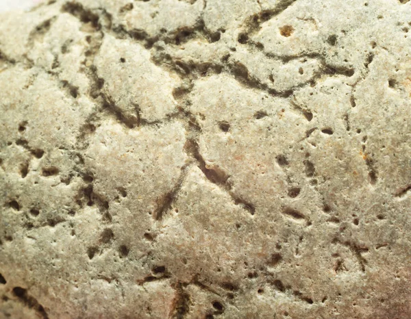 石の中に生きている生物の古代の影響 — ストック写真