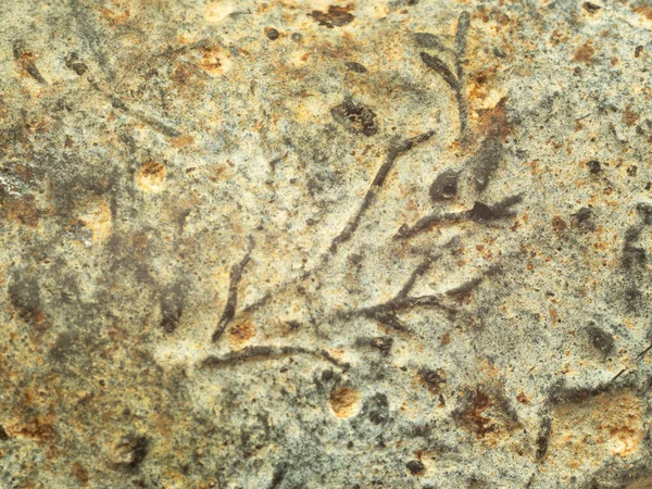 Starożytne Ślady Żywych Organizmów Kamieniu — Zdjęcie stockowe