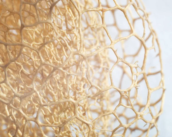 Getrocknete Schale Einer Wildgurkenpflanze Bionische Form — Stockfoto