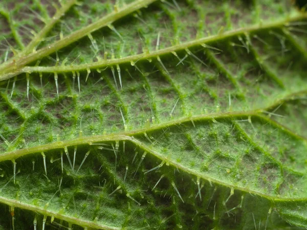 Nettle Leaf Close Medicinal Plants Europe — 스톡 사진