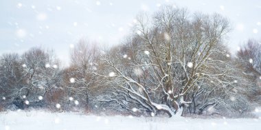 Kış manzarası. Ağaçlar ve çalılar karla kaplı..