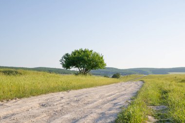 Yazın bir tarlada yol kenarında duran yalnız bir ağaç. Dağlarda bir yol tepelerin ötesinde bir yere gidiyor..