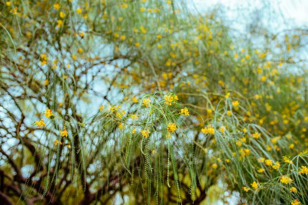 Tree Yellow Flowers City Park — Stock Photo, Image