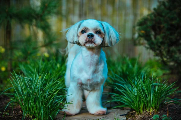Shih Tzu Köpeği Bahçede Çimlerde Oturuyor — Stok fotoğraf