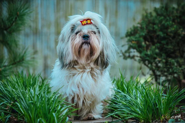 Shih Tzu Pies Siedzi Trawie Ogrodzie — Zdjęcie stockowe