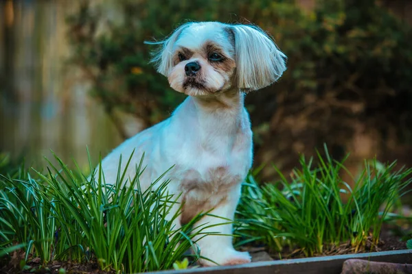 Shih Tzu Σκυλί Κάθεται Στο Γρασίδι Στον Κήπο — Φωτογραφία Αρχείου