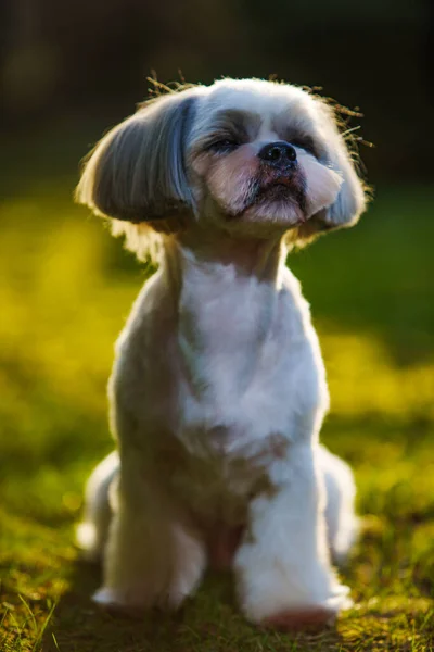 Shih Tzu Pies Siedzi Trawie Ogrodzie — Zdjęcie stockowe