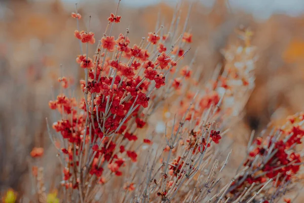 Дика Рослина Червоними Ягодами Киргизстані Осінній Сезон — стокове фото