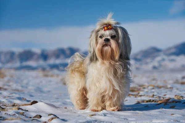 Shih Tzu Hond Staande Bergen Achtergrond Winter — Stockfoto