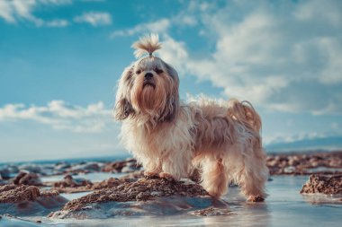 Shih tzu köpeği soğuk kış havasında göl kıyısında duruyor.