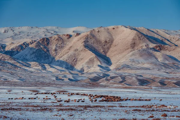 Montañas Invierno Kirguistán Paisaje Panorámico Con Rebaño Ovejas —  Fotos de Stock