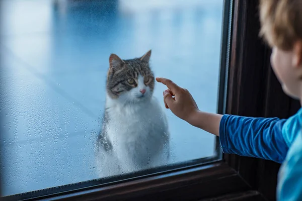 Kind Schaut Katze Aus Dem Fenster — Stockfoto