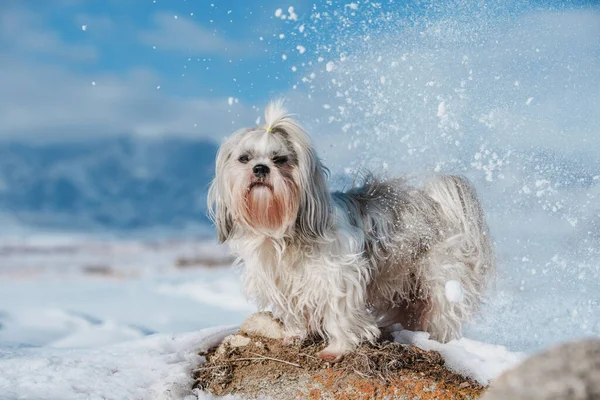 Shih Tzu Pies Stojący Górach Tle Śniegu Zimie — Zdjęcie stockowe