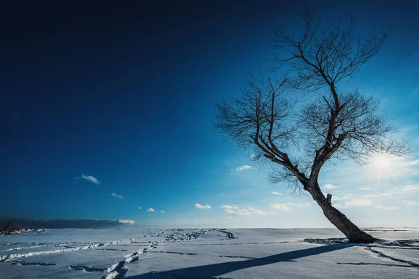 Zimowy Krajobraz Sylwetką Drzewa Tle Nieba — Zdjęcie stockowe