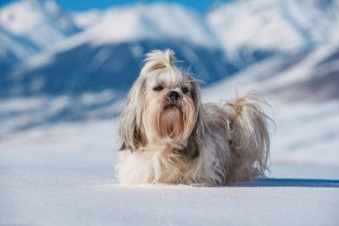 Shih tzu köpeği kışın arka planda, dağlarda karların üzerinde duruyor.