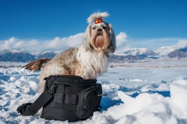 Fiyonklu Shih tzu köpeği büyük siyah bir çantada oturuyor, kış soğuğu kavramı.