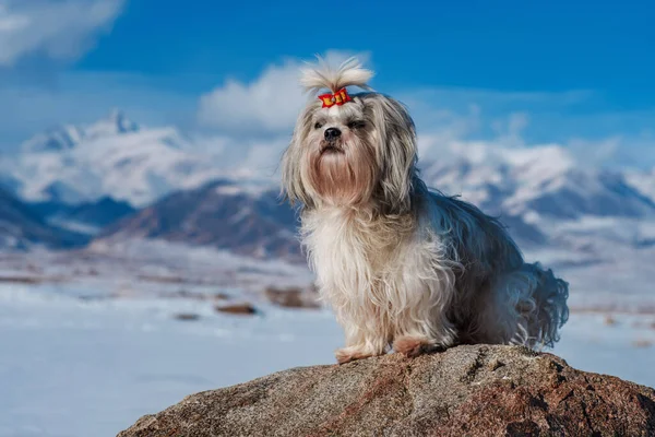 Shih Tzu Hond Met Strik Zitten Bergen Achtergrond Winter — Stockfoto