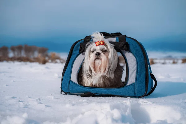 Собака Луком Сидить Мішку Зимових Горах — стокове фото